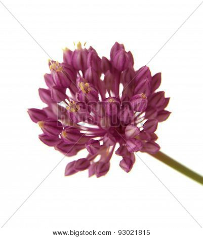 Allium Ampeloprasum