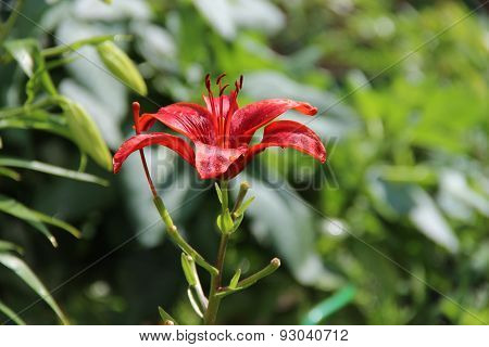 Ginger Lily In The Garden