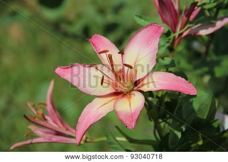 Pink Lily After The Rain