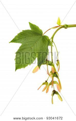 Sycamore