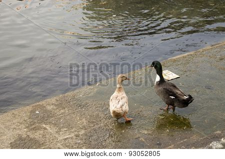 Duck Twenty One