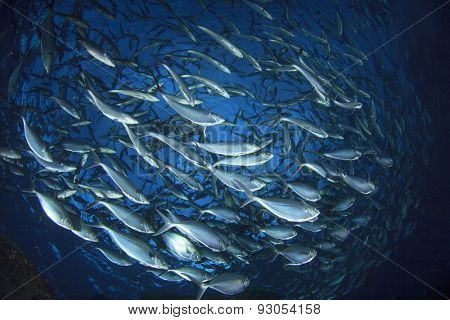 Tuna fish