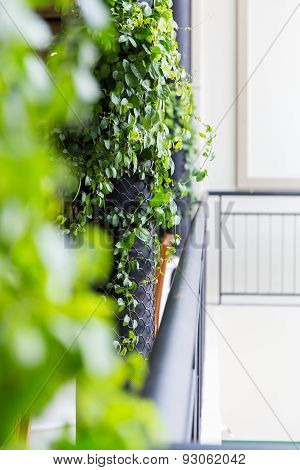 Vertical Garden At Balcony