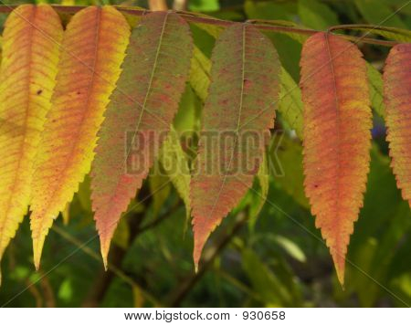 Herbst