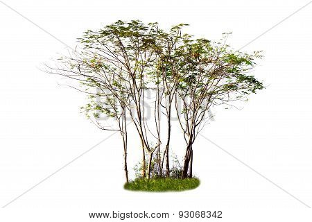 Group Of Green Trees Isolated On White Background