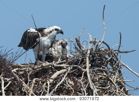 Osprey And Chick