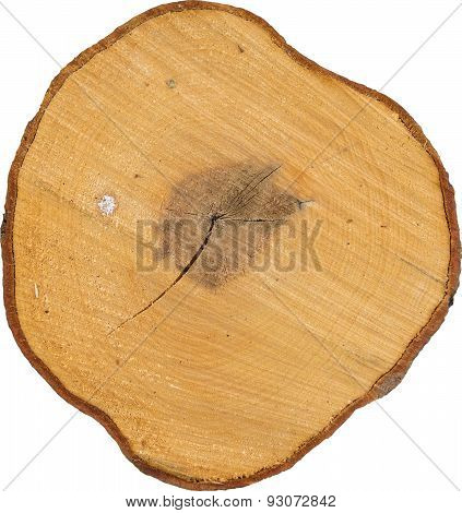 Tree Stump Isolated On White Background, aspen