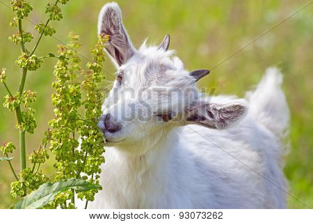 Goatling