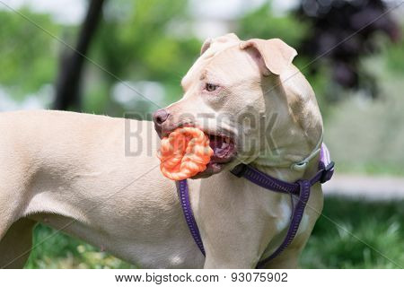 Cute American Pit bull terrier playing with a ball.