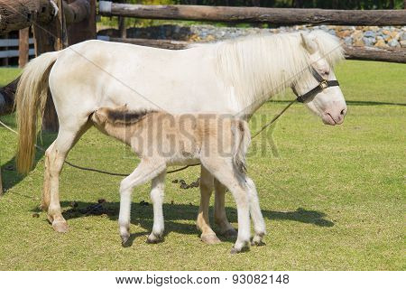 horse and baby horse a meadow in farm