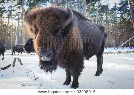 Big aurochs in winter forest