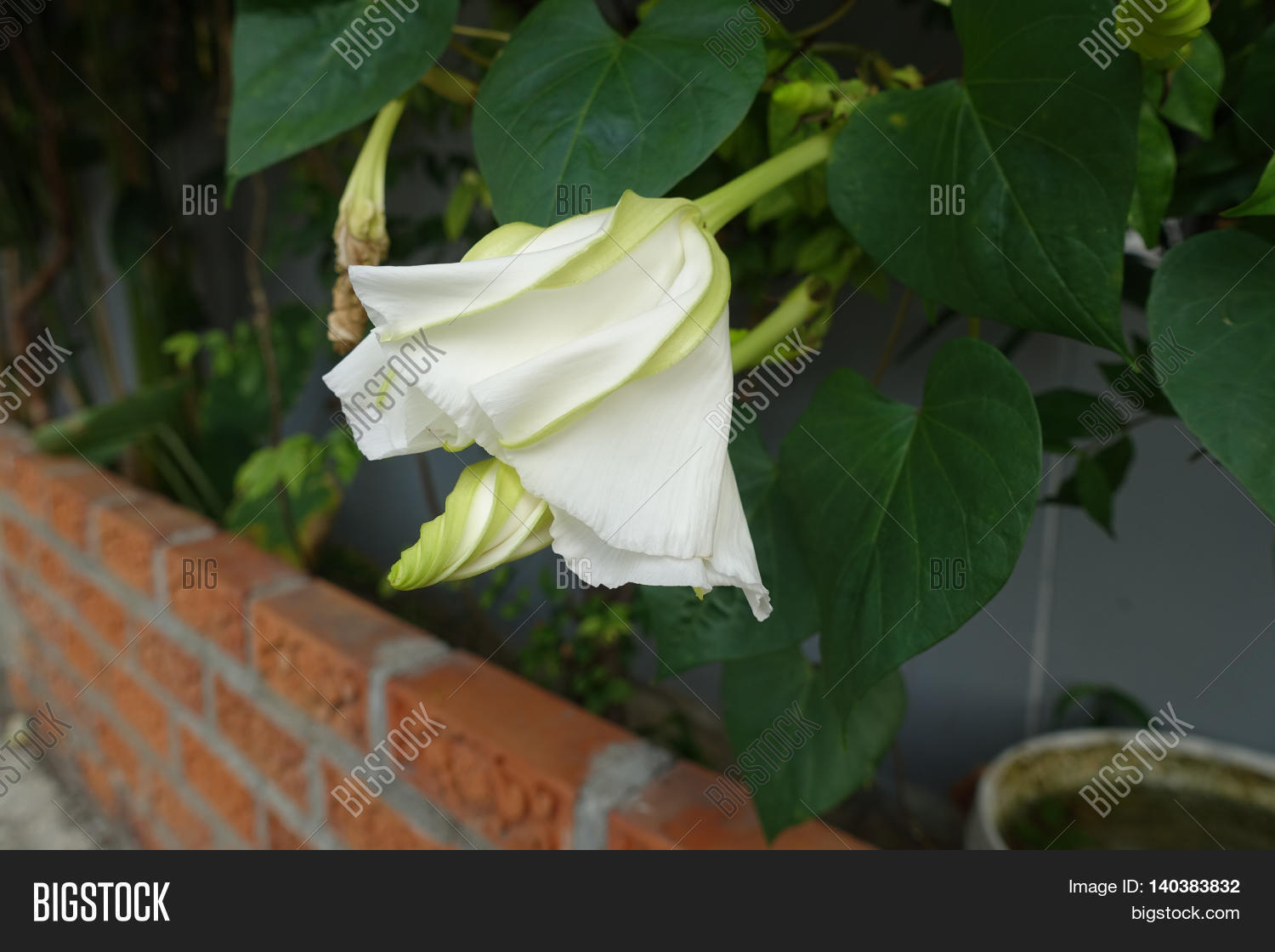 Moonflower (Ipomoea Image & Photo (Free Trial) Bigstock