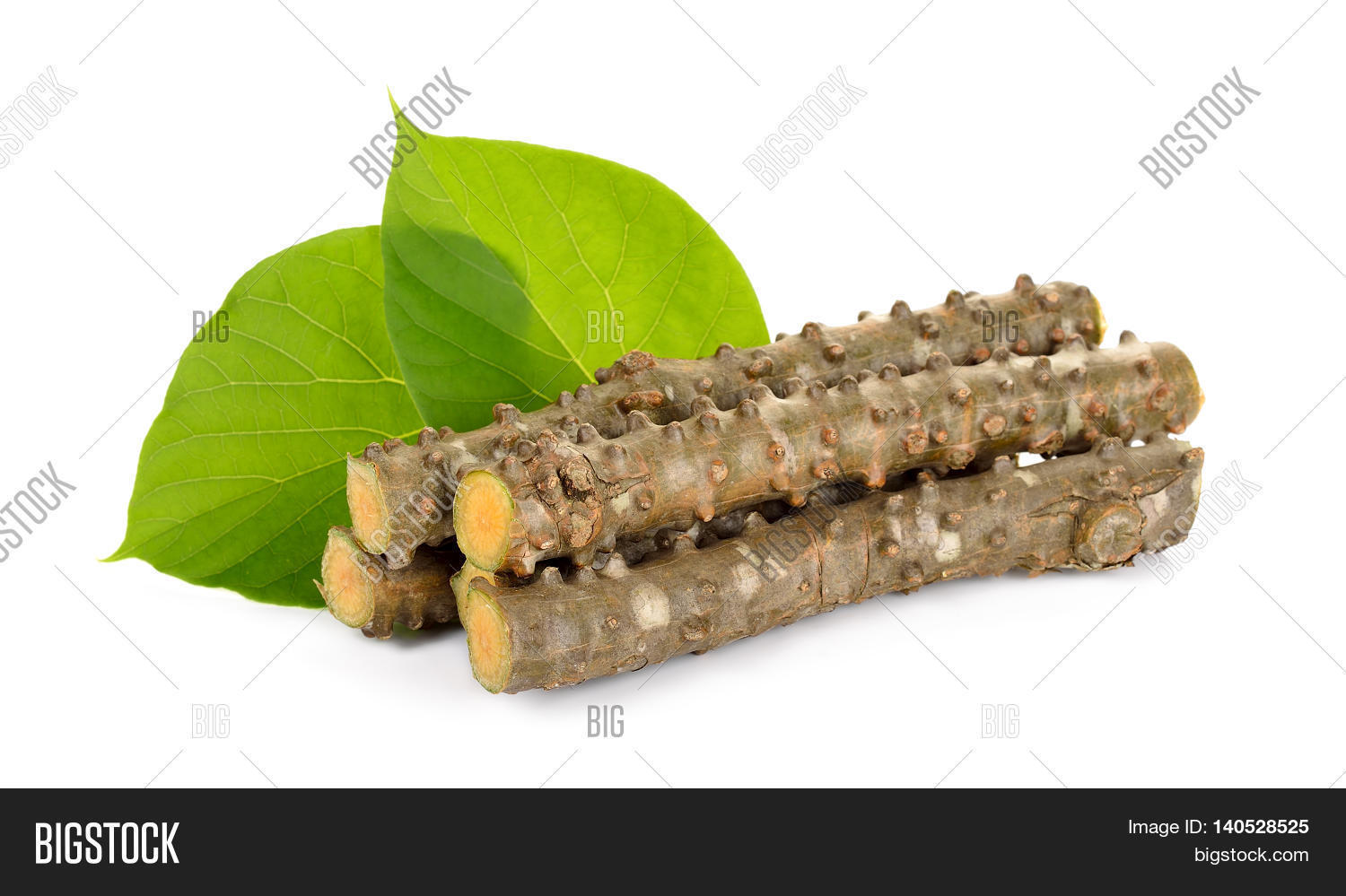 Tinospora Cordifolia Image & Photo (Free Trial) | Bigstock