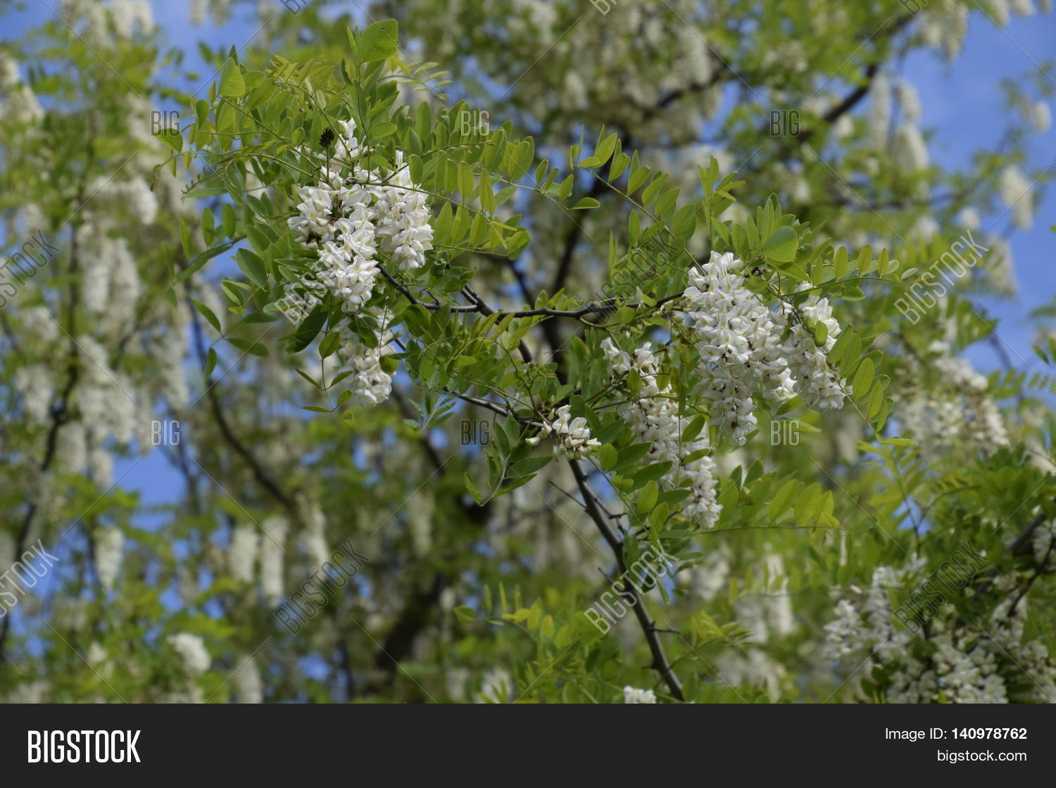 виноград белая акация. виноград белая акация описание сорта. виноград мускат иоанна. белая акация колючая песня. белая акация портофино.