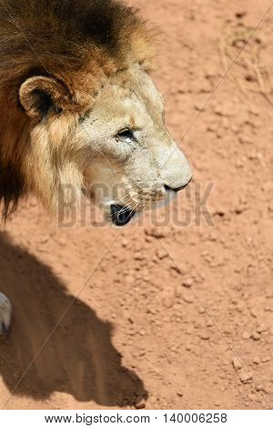 Male Lion, Namibia