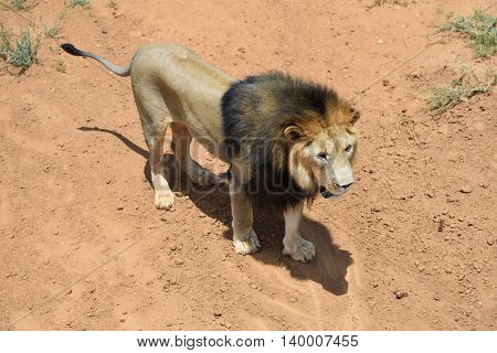 Male Lion, Namibia