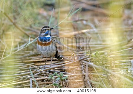 Bluethroat or Luscinia Svecica hiding behind the bushes in a water-logged area in Bahrain
