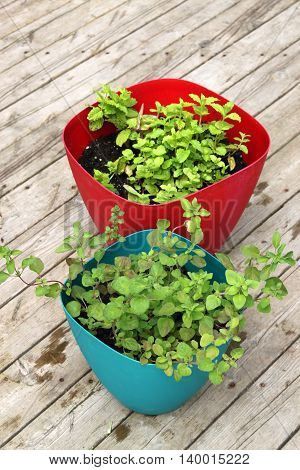 Growing Spearmint And Oregano