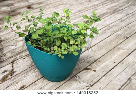 Growing Spearmint And Oregano
