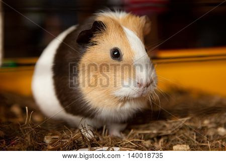 Guinea pig (Cavia porcellus) is a popular household pet.