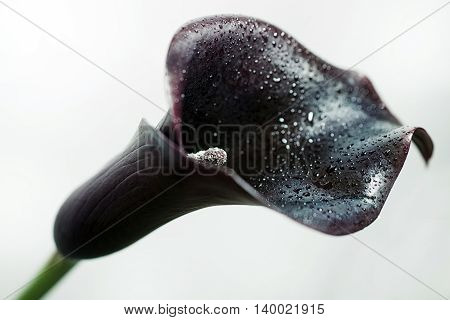 One Black Calla Flower
