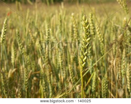 Field Of Wheat