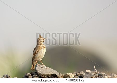 Crested Lark or Galerida cristata in a farm in Bahrain
