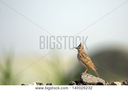 Crested Lark or Galerida cristata in a farm in Bahrain