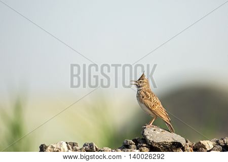 Crested Lark or Galerida cristata in a farm in Bahrain