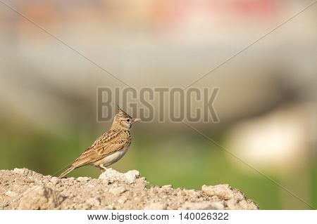 Crested Lark or Galerida cristata in a farm in Bahrain