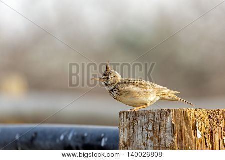 Crested Lark or Galerida Cristata in a farm in Bahrain