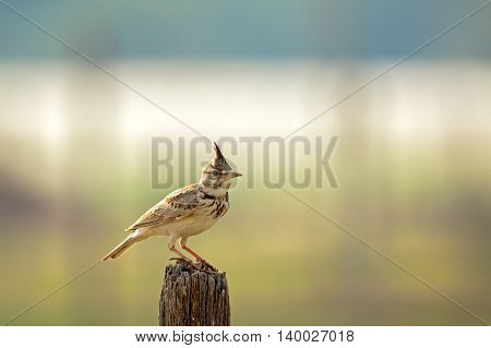Crested Lark or Galerida Cristata in a farm in Bahrain