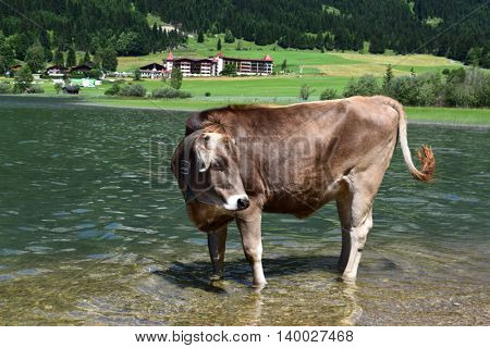 Cow at the lake in the Alps, Austria
