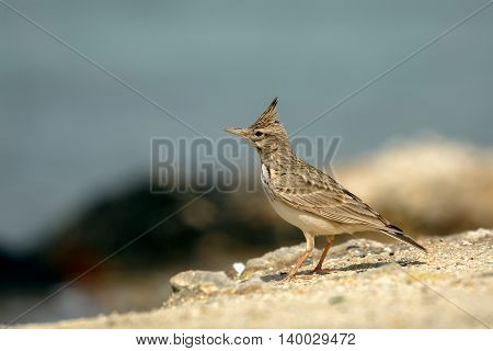 Crested Lark in a Beach in Bahrain