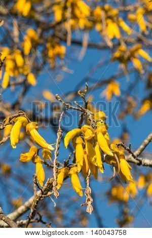 yellow kowhai flowers with sky in background