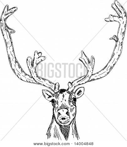 Cariboo hlava