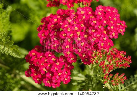 close up of pink common yarrow flowers
