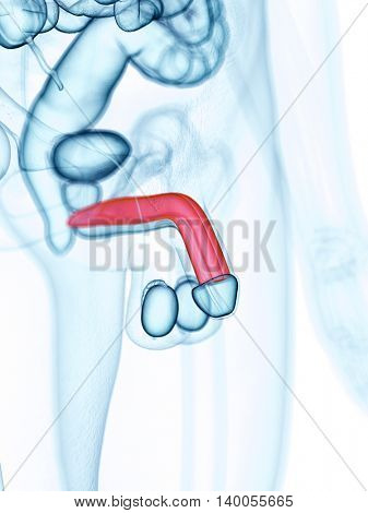medically accurate illustration of the corpus cavernosum
