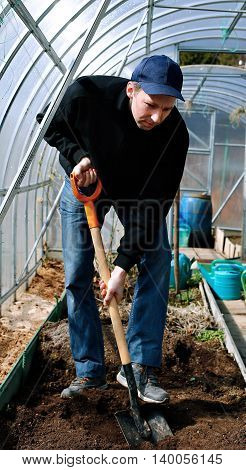 Man in greenhouse digging the soil with a shovel on the gardenbed in early spring