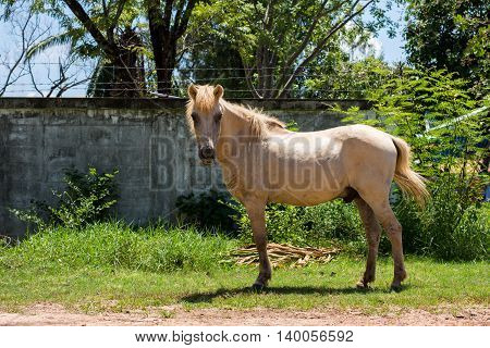 White horse eating grass green, nature, pasture,