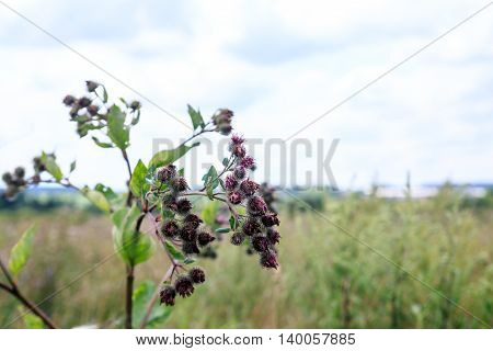 Thistle growing in a summer field Russia.