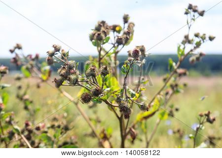 Thistle growing in a summer field Russia.