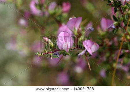 A flowering spiny restharrow (Onosis spinosa) in Southern Europe.