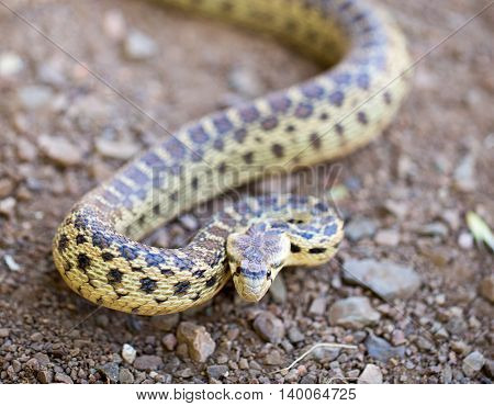 Pacific Gopher Snake - Pituophis catenifer catenifer, adult in defensive posture, Santa Cruz Mountains, California