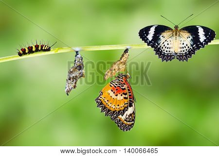 Leopard lacewing (Cethosia cyane euanthes) butterfly caterpillar pupa and emerging