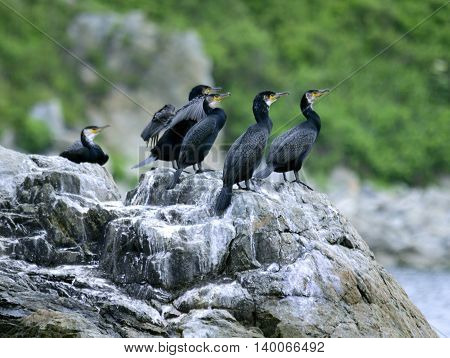Colony of big black cormorants sitting on rock Far East Marine East Bay