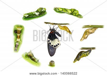 Life Cycle Of Female Great Mormon Butterfly