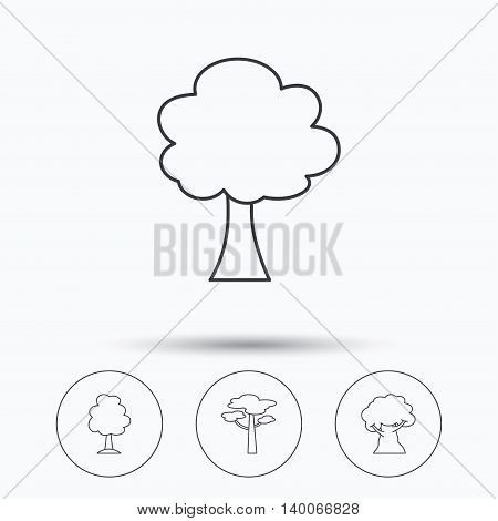 Pine tree, oak-tree icons. Forest trees linear signs. Linear icons in circle buttons. Flat web symbols. Vector