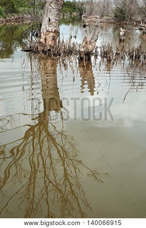 Dry Mangrove Forest, Dried Tree