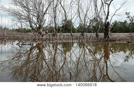 Dry Mangrove Forest, Dried Tree